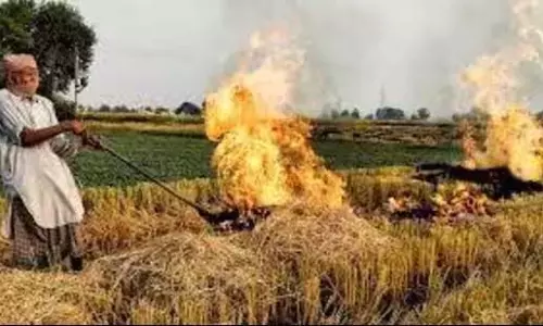 Punjab खेतों में आग लगने की घटनाओं की संख्या 100 के पार Punjab खेतों में आग लगने की घटनाओं की संख्या 100 के पार
