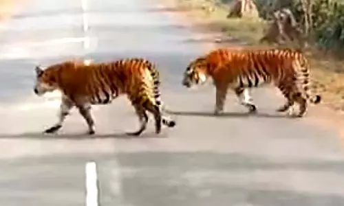 MP : वन विभाग बेखबर, जल एवं भूमि प्रबंधन संस्थान के पास देखे गए 2 बाघ MP : वन विभाग बेखबर, जल एवं भूमि प्रबंधन संस्थान के पास देखे गए 2 बाघ