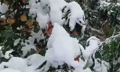 Himachal: फल उत्पादकों से कहा गया कि वे जलवायु-अनुकूल तकनीक अपनाएं