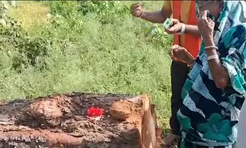 पेड़ कटा तो रो पड़ी महिला, वीडियो देखकर सोशल मीडिया में भी लोगों में गुस्सा