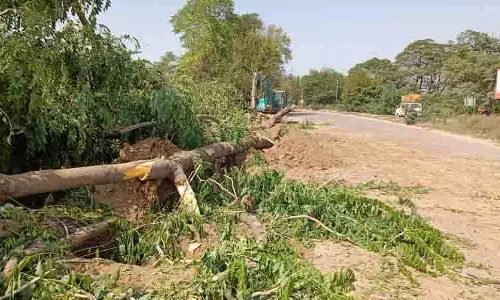 Fazilka में सड़क चौड़ीकरण के लिए 14,114 पेड़ काटे जा रहे Fazilka में सड़क चौड़ीकरण के लिए 14,114 पेड़ काटे जा रहे
