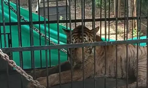 बाघिन बिजली की मौत