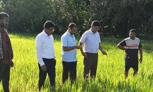 Yellapur : चावल में भूरे बोरर का प्रकोप Yellapur : चावल में भूरे बोरर का प्रकोप