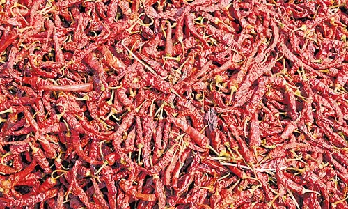 Karnataka : मिर्च के आयात में वृद्धि
