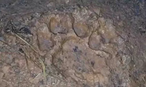 Odisha के कामाख्यानगर में रॉयल बंगाल टाइगर दिखने से दहशत फैल गई Odisha के कामाख्यानगर में रॉयल बंगाल टाइगर दिखने से दहशत फैल गई