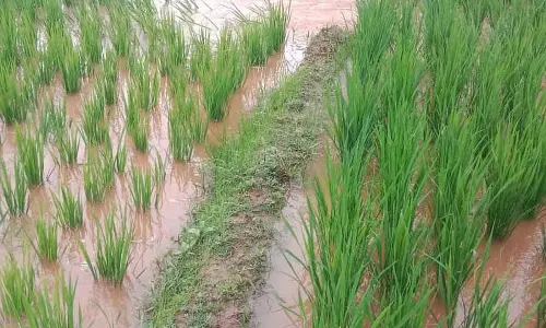 मैसूर जिले में भारी बारिश: कई जगहों पर फसलों को नुकसान मैसूर जिले में भारी बारिश: कई जगहों पर फसलों को नुकसान