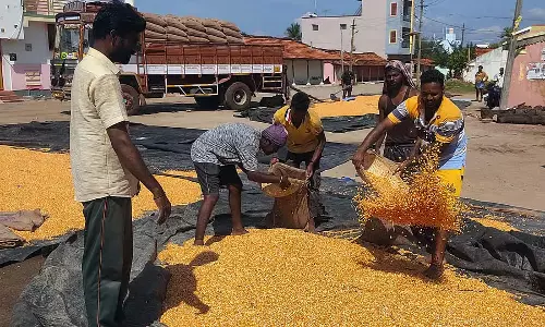 किसानों के हाथ में मक्का: उपज और कीमत में वृद्धि किसानों के हाथ में मक्का: उपज और कीमत में वृद्धि