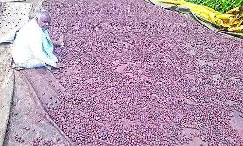 Basavapattinam: भारी बारिश से सुपारी उत्पादकों का जीवन अस्त-व्यस्त