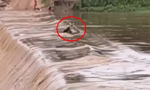 मेंढकी नदी की तेज धारा में बहा युवक, टापू पर फंसा तो बची जान