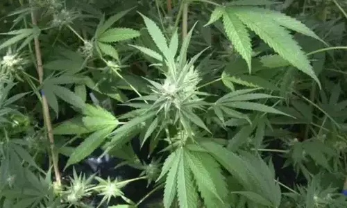 मारिजुआना के पौधे नष्ट होने पर थांडा निवासियों ने पुलिस पर पथराव किया