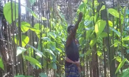 तमिलनाडु के धर्मपुरी में पान के पत्ते उगाने वाले किसानों ने गिरती कीमतों के बीच सरकार से मदद मांगी तमिलनाडु के धर्मपुरी में पान के पत्ते उगाने वाले किसानों ने गिरती कीमतों के बीच सरकार से मदद मांगी