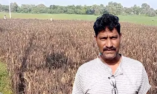 Malda के युवक ने काले चावल की खेती कर खूब कमाई की