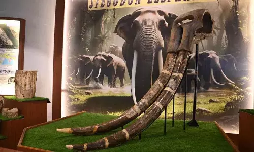 BM Birla साइंस सेंटर में खुला सिंगरेनी पविलियन, प्रदर्शित किए गए 7 फुट लंबे Stegodon हाथी के दांत BM Birla साइंस सेंटर में खुला सिंगरेनी पविलियन, प्रदर्शित किए गए 7 फुट लंबे Stegodon हाथी के दांत
