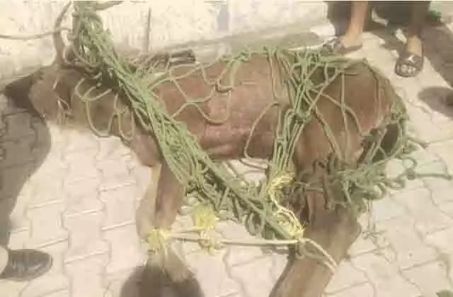 Jalandhar: रिहायशी इलाके में घुसा बारहसिंघा, दहशत का माहौल Jalandhar: रिहायशी इलाके में घुसा बारहसिंघा, दहशत का माहौल