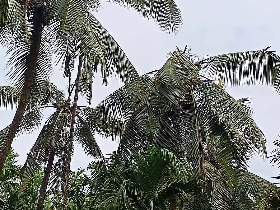 कल्पवृक्ष के लिए सर्पिल काँटा: नारियल के पेड़ के नष्ट होने का डर कल्पवृक्ष के लिए सर्पिल काँटा: नारियल के पेड़ के नष्ट होने का डर