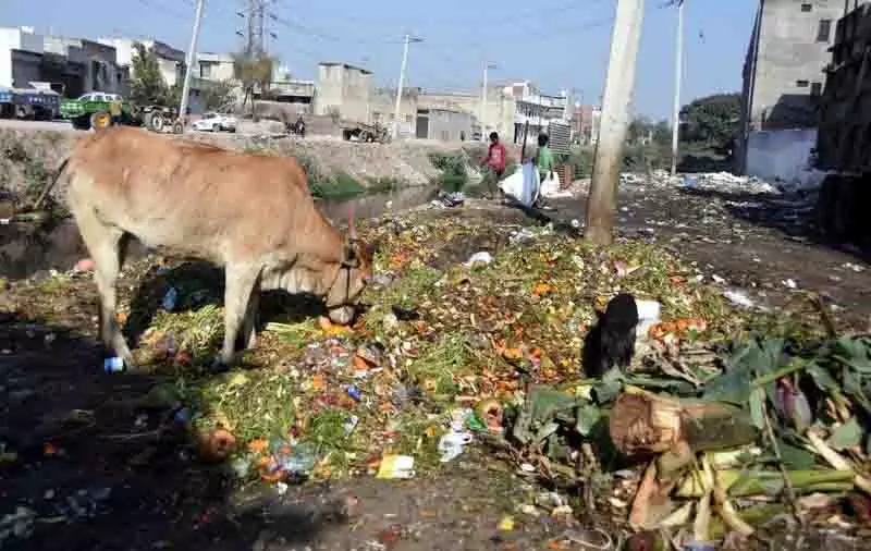 Ludhiana: खाली प्लॉटों में अवैध कचरा डंपिंग से शहर भर में स्वास्थ्य संबंधी खतरा Ludhiana: खाली प्लॉटों में अवैध कचरा डंपिंग से शहर भर में स्वास्थ्य संबंधी खतरा