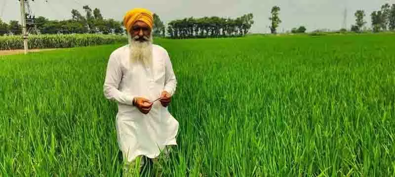 Amritsar: नवोन्मेषी किसान फसल अवशेषों को मिट्टी में मिलाकर लाभ कमा रहे Amritsar: नवोन्मेषी किसान फसल अवशेषों को मिट्टी में मिलाकर लाभ कमा रहे