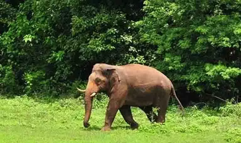 झारखंड के सारंडा जंगलों में IED विस्फोट में चौथे हाथी की मौत झारखंड के सारंडा जंगलों में IED विस्फोट में चौथे हाथी की मौत