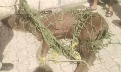 Jalandhar: रिहायशी इलाके में घुसा बारहसिंघा, दहशत का माहौल Jalandhar: रिहायशी इलाके में घुसा बारहसिंघा, दहशत का माहौल
