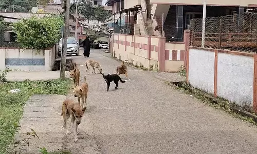 Mundagoda : आवारा कुत्तों पर नियंत्रण की मांग