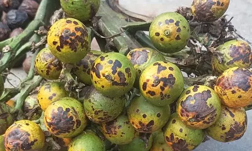 सुपारी में पत्ती धब्बा रोग: उपज को भारी नुकसान