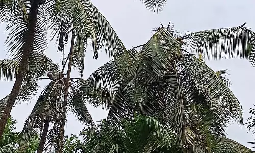 कल्पवृक्ष के लिए सर्पिल काँटा: नारियल के पेड़ के नष्ट होने का डर
