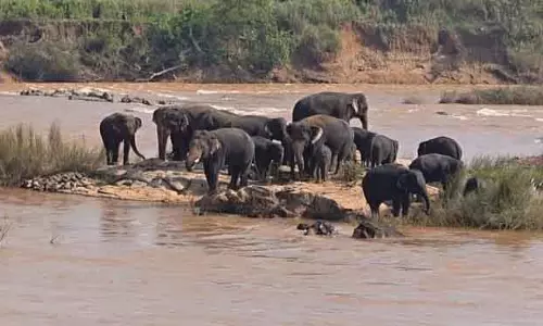बैतरणी नदी के टापू पर 30 हाथी फंसे बैतरणी नदी के टापू पर 30 हाथी फंसे