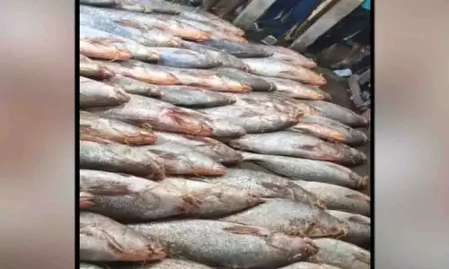 दीघा तट पर पकड़ी गई एक करोड़ रुपये की दुर्लभ ‘तेलिया भोला’ मछली