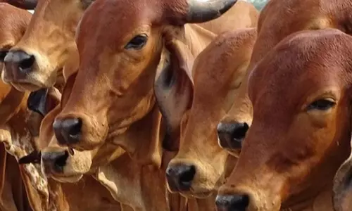 डेयरी सेक्टर को मिली सौगात, 947 करोड़ रुपए के प्रोजेक्ट्स का हुआ उद्घाटन डेयरी सेक्टर को मिली सौगात, 947 करोड़ रुपए के प्रोजेक्ट्स का हुआ उद्घाटन