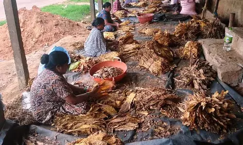 Karnataka : तम्बाकू के लिए बेहतर कीमतें