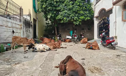 गोबर और मूत्र से सनी रहती है शहर की ये गली