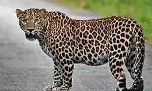 Pune: शिरुर में तेंदुए के हमले में 5 वर्षीय बच्ची की मौत, गांव में दहशत