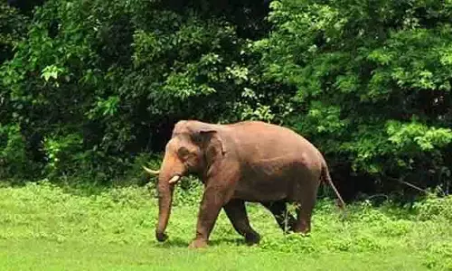 झारखंड के सारंडा जंगलों में IED विस्फोट में चौथे हाथी की मौत