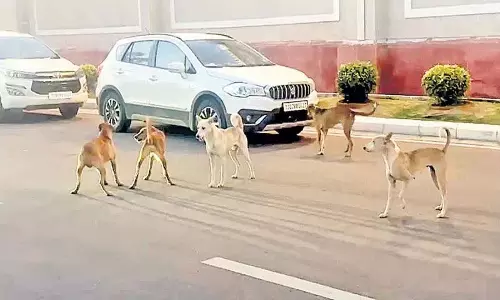 सचिवालय परिसर में घूमते कुत्ते सचिवालय परिसर में घूमते कुत्ते