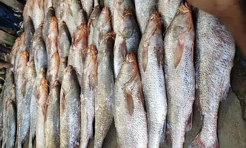 Digha के आरटे में तेलिया भोला की नीलामी हुई, कितने में बिका? Digha के आरटे में तेलिया भोला की नीलामी हुई, कितने में बिका?