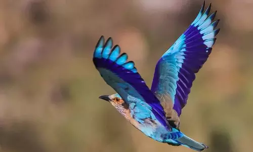 Telangana का राज्य पक्षी Palapitta IUCN Red List में पहली बार ‘Near Threatened’ कैटेगरी में, विशेषज्ञों ने किया चेतावनी