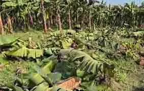 Lakhimpur Kheri: केले के भाव से परेशान किसान ने साढ़े छह बीघा तैयार फसल काटकर गिराई Lakhimpur Kheri: केले के भाव से परेशान किसान ने साढ़े छह बीघा तैयार फसल काटकर गिराई