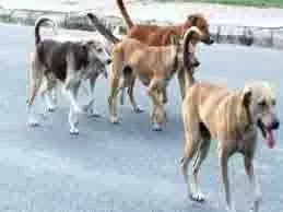 Bihar: दो आवारा कुत्तों ने 36 लोगों को काटा, इलाके में दहशत Bihar: दो आवारा कुत्तों ने 36 लोगों को काटा, इलाके में दहशत