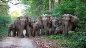 Tamil Nadu: जंगली हाथियों के झुंड ने दादी और पोती को कुचलकर मार डाला Tamil Nadu: जंगली हाथियों के झुंड ने दादी और पोती को कुचलकर मार डाला