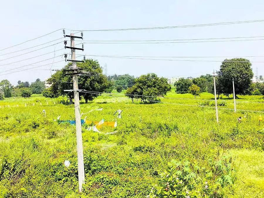 Harohalli : जंगली सूअरों का बढ़ता प्रकोप Harohalli : जंगली सूअरों का बढ़ता प्रकोप