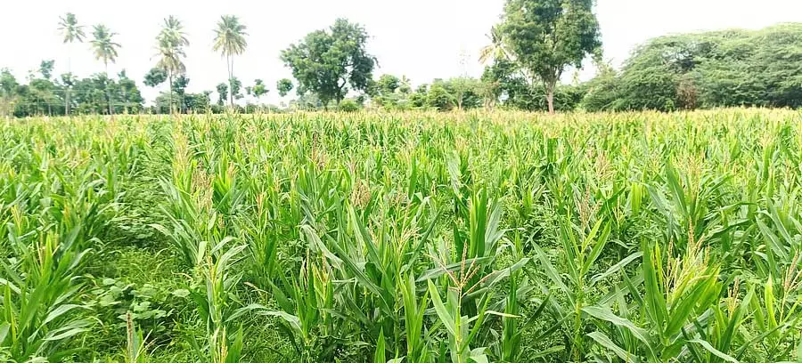 Kodigenahalli : बारिश की कमी के कारण किसान भी चिंतित Kodigenahalli : बारिश की कमी के कारण किसान भी चिंतित