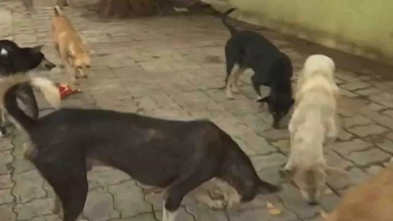 Bhubaneswar में बढ़ती कुत्तों की आबादी बनी चिंता का विषय Bhubaneswar में बढ़ती कुत्तों की आबादी बनी चिंता का विषय