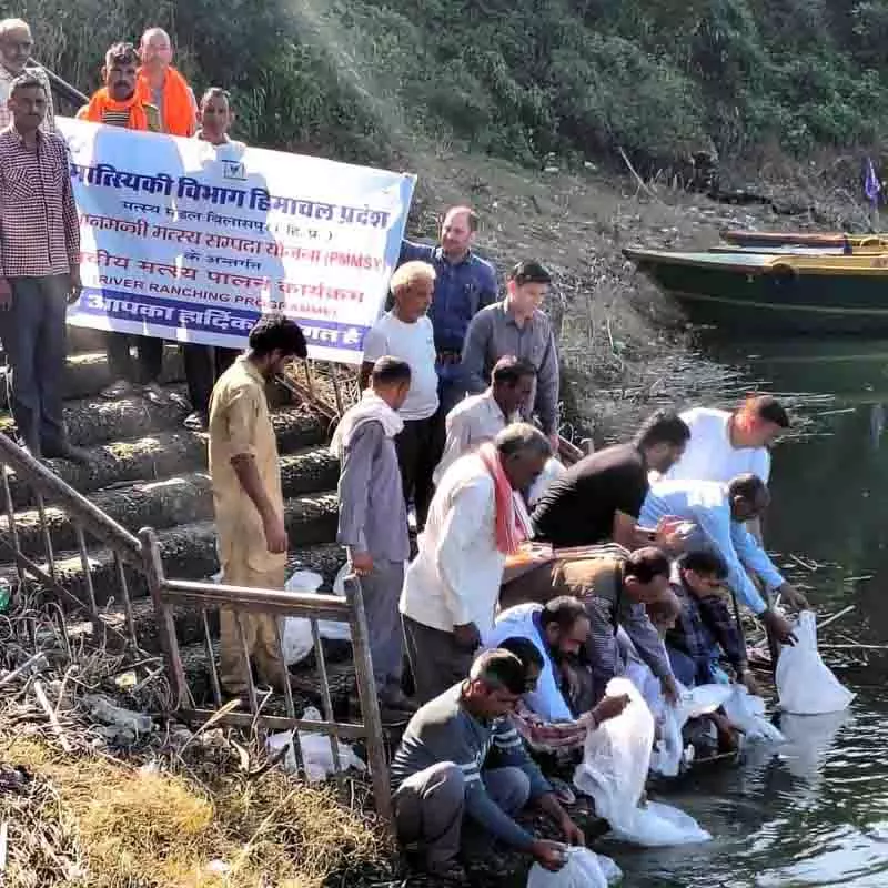 Himachal: महाशीर की धूम, मत्स्य विभाग ने 12,000 फिंगरलिंग मछलियाँ छोड़ी Himachal: महाशीर की धूम, मत्स्य विभाग ने 12,000 फिंगरलिंग मछलियाँ छोड़ी