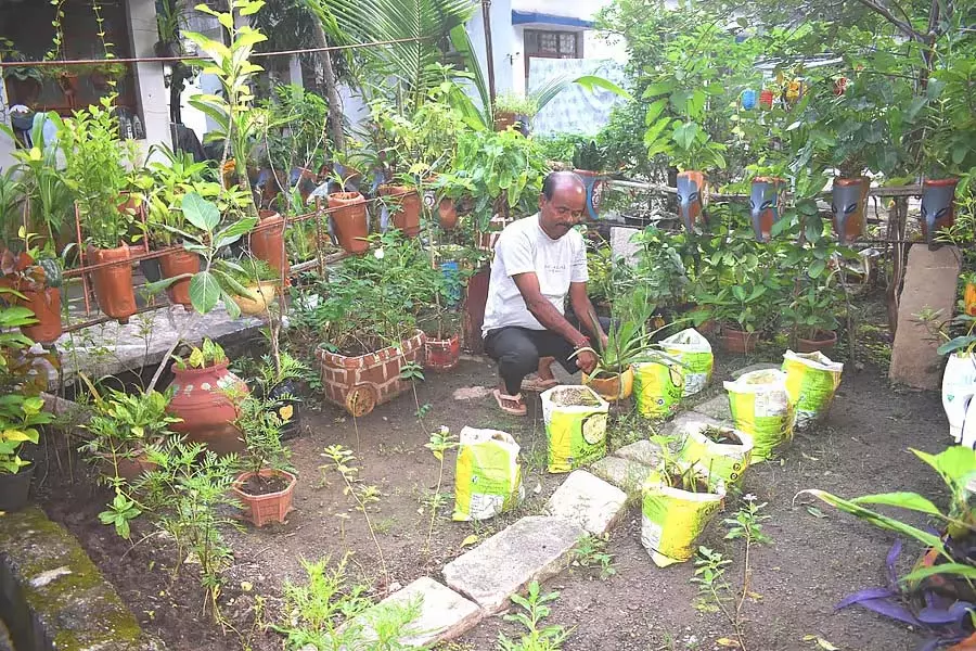 Sedum : एक पौधा जो प्लास्टिक की बोतलों में खिलता है Sedum : एक पौधा जो प्लास्टिक की बोतलों में खिलता है