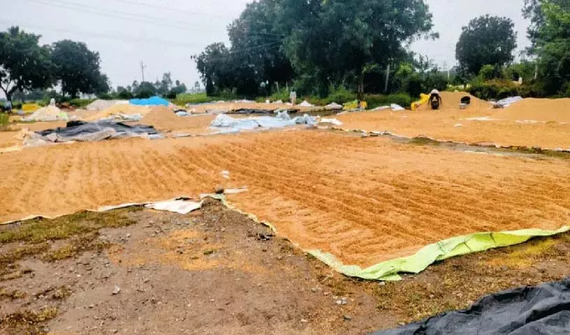 Kattangur में बारिश से भीगा धान.. किसान संकट में Kattangur में बारिश से भीगा धान.. किसान संकट में