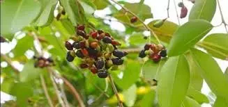 Jamun की पत्तियां: इंसुलिन रेजिस्टेंस घटाएं, डायबिटीज को करें कंट्रोल Jamun की पत्तियां: इंसुलिन रेजिस्टेंस घटाएं, डायबिटीज को करें कंट्रोल