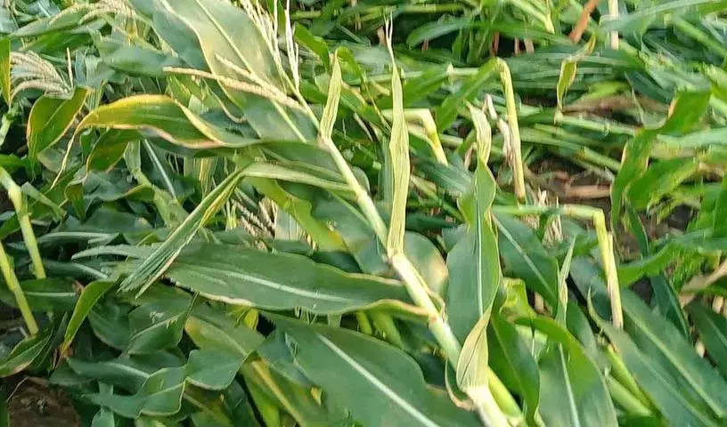 लगातार बारिश से फसलों को नुकसान, किसानों में बेचैनी, मंडियों में बाज़ार दरें प्रभावित लगातार बारिश से फसलों को नुकसान, किसानों में बेचैनी, मंडियों में बाज़ार दरें प्रभावित