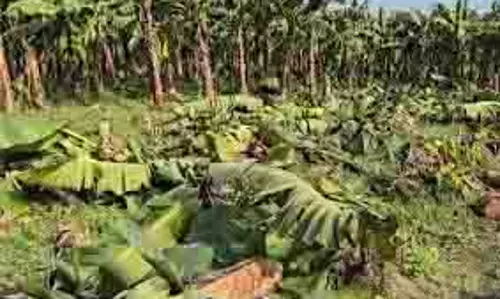 Lakhimpur Kheri: केले के भाव से परेशान किसान ने साढ़े छह बीघा तैयार फसल काटकर गिराई Lakhimpur Kheri: केले के भाव से परेशान किसान ने साढ़े छह बीघा तैयार फसल काटकर गिराई