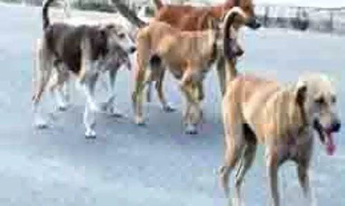 Bihar: दो आवारा कुत्तों ने 36 लोगों को काटा, इलाके में दहशत
