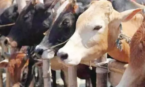 Mumbai : जैनियों ने पूरे महाराष्ट्र में बाढ़ प्रभावित 141 गौशालाओं को ₹1.38 करोड़ का दान दिया Mumbai : जैनियों ने पूरे महाराष्ट्र में बाढ़ प्रभावित 141 गौशालाओं को ₹1.38 करोड़ का दान दिया